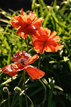 花罂粟在花园里观赏。夏春背景。垂直图