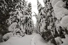 美丽的冬天的风景。茂密的山林中有高大的墨绿色云杉，在明亮的霜冻的冬日里，小径上覆盖着洁白的积雪。