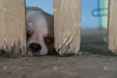 篱笆,狗,木制,在之后,视力,猎犬,哈巴狗,美,褐色
