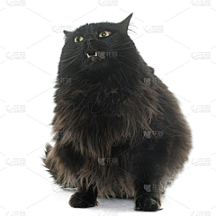疯疯小卷儿采集到猫猫