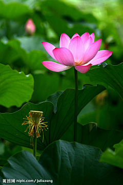 阿瘦*岑岑采集到花苑