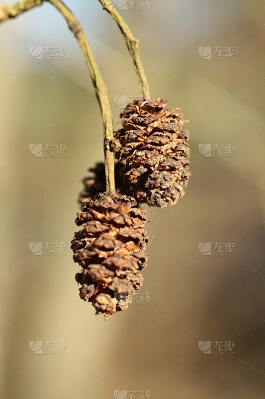 桤树,自然,比利时,垂直画幅,图像,花朵,灌木,无人,野生植物,世界自然保护联盟红色名录