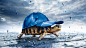 General 1920x1080 atmosphere rain hats turtles happy