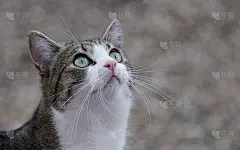 猫抬头