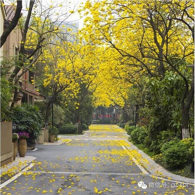 黄花风铃木夹道