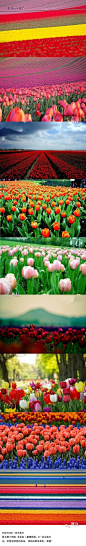 【荷兰 花海】每年3月至5月期间，荷兰大地被鲜花“淹没”，荷兰的春天被誉为“世界上最美丽的春天”。