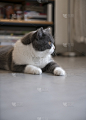 猫,腰部以下,短发,可爱的,舒服,灰色,地板,英国短毛猫,动物家庭,猫科动物