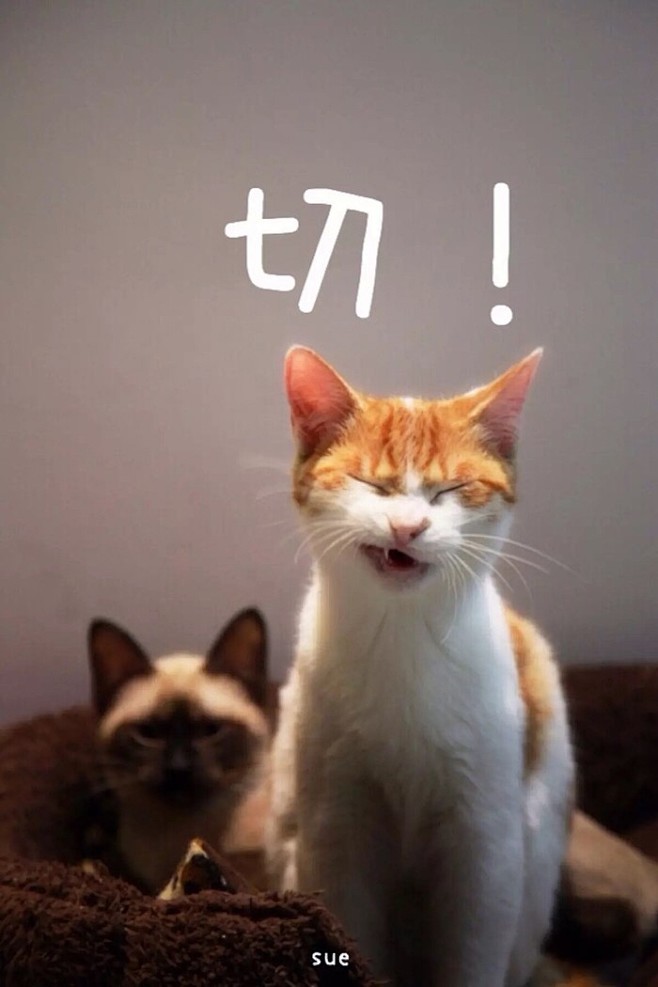 #喵星人##壁纸##宠物##猫#