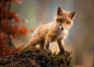Animal, Animals, Baby Animal, Cub, Cute, Fox wallpaper preview