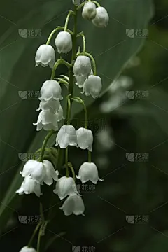 春天的背景。森林里的铃兰。白色的花在绿色的叶子上。特写镜头。大自然。