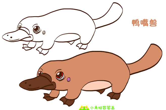 鸭嘴兽