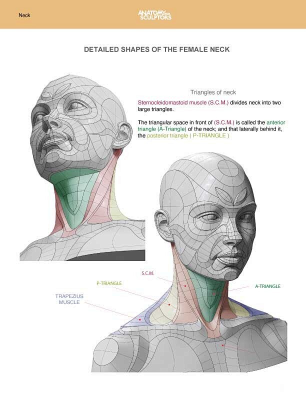 Female neck anatomy ...