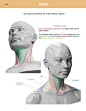 Female neck anatomy shapes