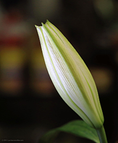 生人与熟狗采集到花儿