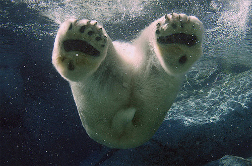 北极熊水下摄影