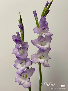 云淡风轻fanyun采集到菖蒲