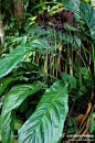 西双版纳热带植物园的微博_微博