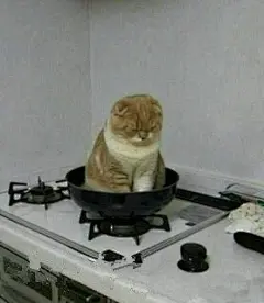 准备做晚饭，但这货怎么赶都不愿意下来，还生气了！