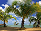 Beautiful Beach and Palms Wallpapers for Your Desktop