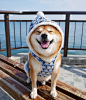 一天很短，开心了就笑，不开心了就过会儿再笑 ins：shibainu.berry ​​​​