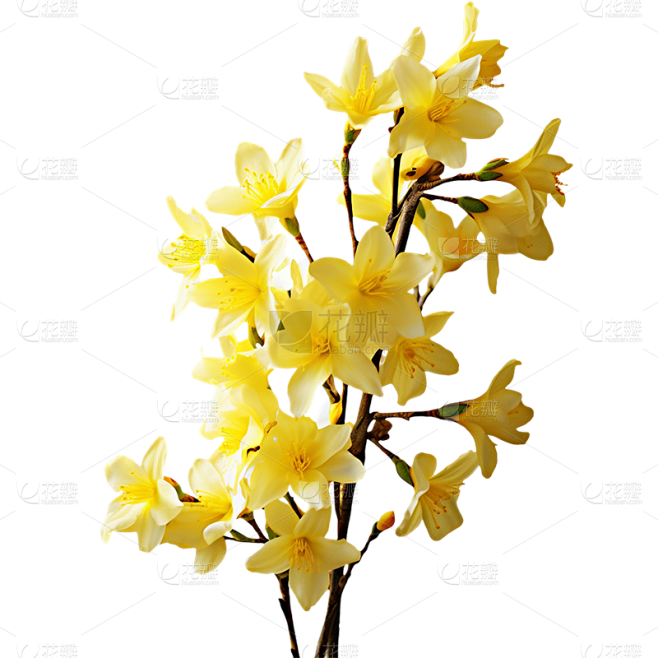 春天春季春日3D立体C4D实景花朵元素素...