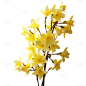 春天春季春日3D立体C4D实景花朵元素素材