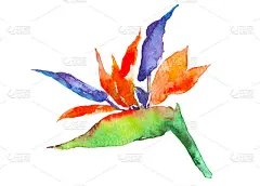 鹤望兰热带植物。水彩手绘花和叶。为请柬、婚礼或贺卡设计。花的概念。热带的概念