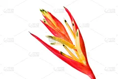 兰花,组图,泰国,自然,红色,贺卡,水平画幅,无人,黄色,白色背景