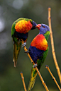 鹦形目·鹦鹉科·彩虹鹦鹉属：彩虹吸蜜鹦鹉