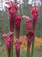 Red terrestrial Pitcher Plants