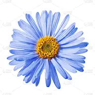 蓝色aster花