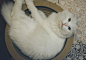 #猫##宠物摄影#