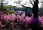 《呼伦贝尔森林风光》 达尔滨国家森林公园 杜鹃花