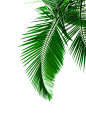 @冒险家的旅程か★
png植物 绿叶png椰子树树叶png 橡胶树 海边植物素材 树叶png 叶子png 芭蕉叶 香蕉树  png透明背景素材