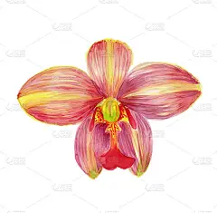 热带兰花，鸡血门的一种。花的设计元素。手绘水彩插图上的白色背景。印刷、装饰婚庆卡片、请柬、设计。