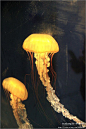 【行在深秋】之三十二：曼妙的水母, 尘埃8909旅游攻略