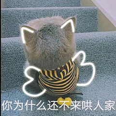 冰糖啊！采集到猫咪呀