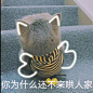 猫咪表情包