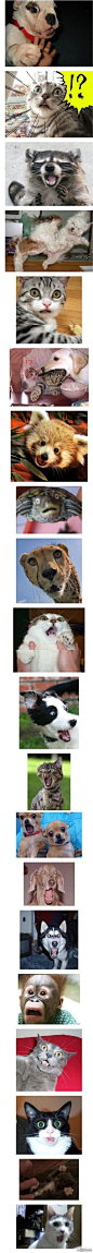 动物的各种惊讶表情