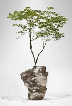 Anshon_采集到植物