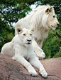 White Lions. | Flickr - 相片分享！