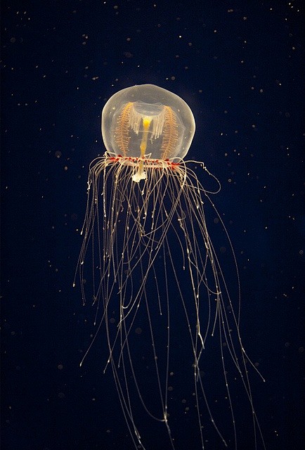 Jellyfish