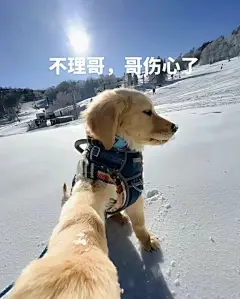 最近超级喜欢的小金毛表情包 - 小红书
