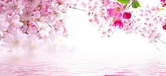 三生三世十里桃花,桃花节,桃花姬,桃花劫,粉色,桃花,湖水,梦幻,海报banner,浪漫图库,png图片,网,图片素材,背景素材,3875100@飞天胖虎