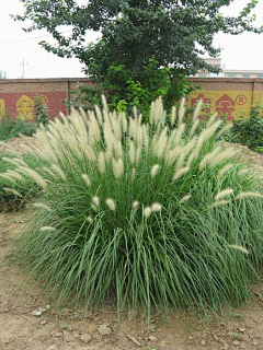 小鲸鱼928采集到常用植物