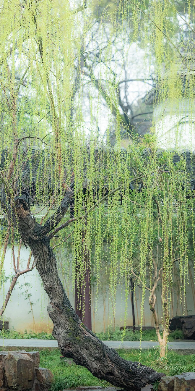 【一城烟雨柳色新】#苏州#春雨姑苏城，可园中杨柳依依，是时候去踏青啦！#我们去踏青吧##藏在相册里的春天# -花瓣网