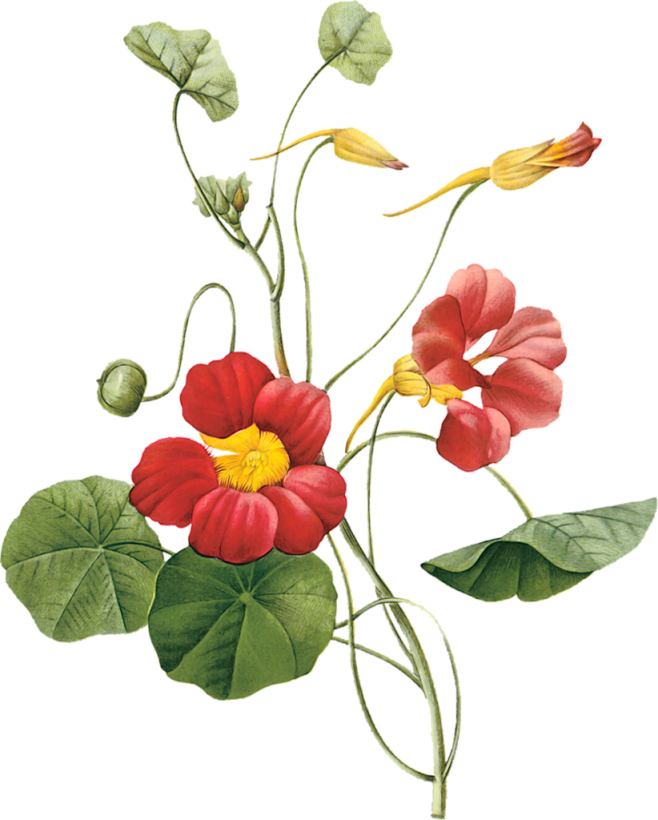手绘花