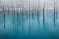 【蓝色池塘】
由摄影师Kent Shiraishi拍摄。这张照片是在冬季的第一场雪降临池塘时拍摄的。这儿的第一场雪通常在十月末就会光临。但为什么会是蓝色的？那是由地下热泉中的成分涌出而导致的。这个蓝色池塘的颜色每天都会变化。我觉得那片神秘的蓝色和纯白的雪花都美丽无比，一切都是自然的色彩。该照片获得2011年国家地理摄影大赛自然类荣誉奖。