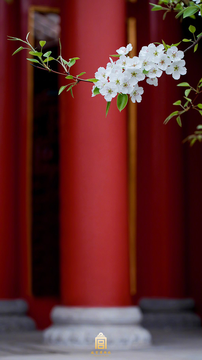 又到清明时节，满树梨花，如云似雪。春雨浸...