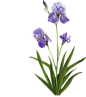 植物术语表-虹膜 